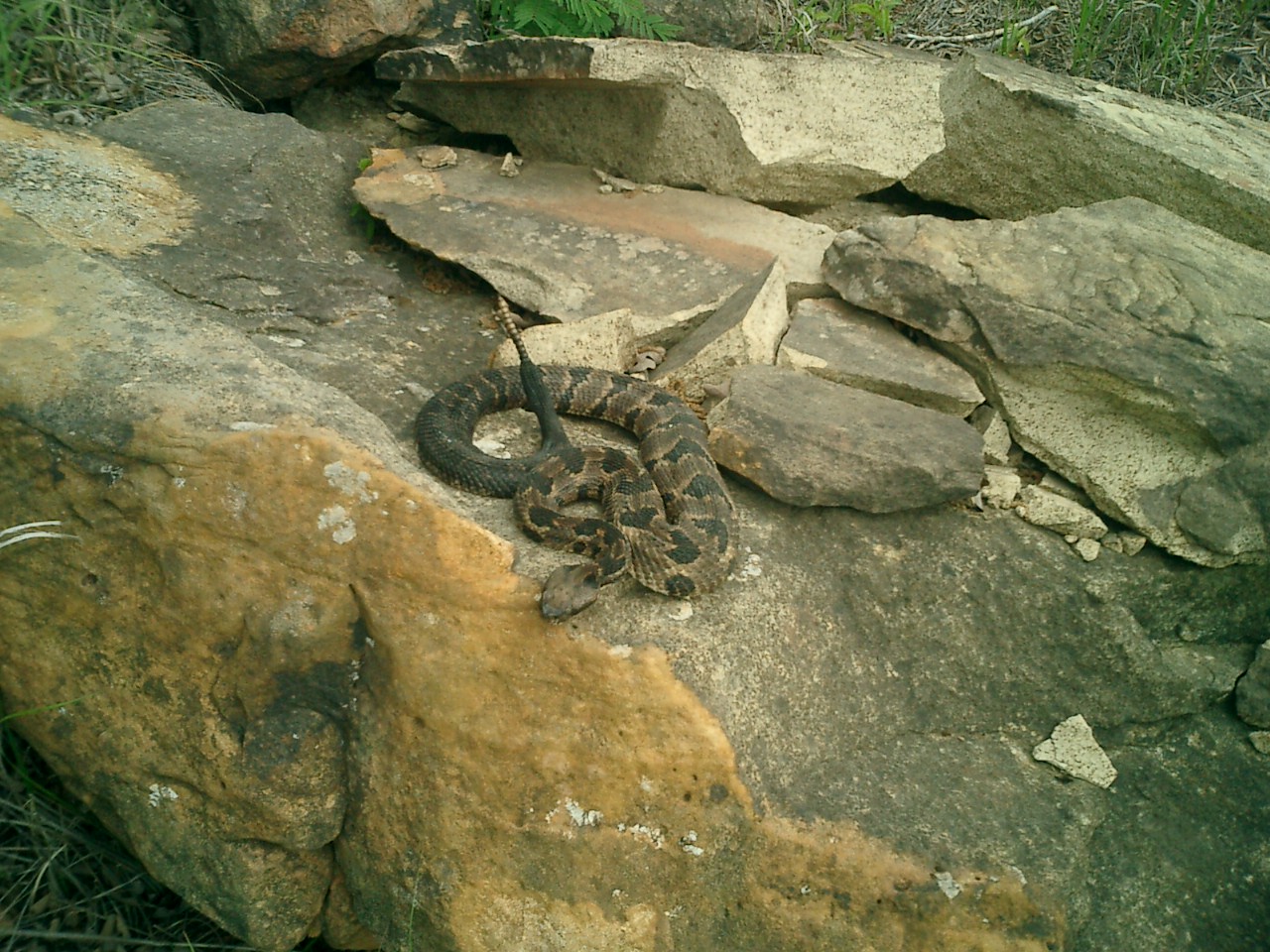 C. h. atricaudatus thats getting read to shed [425 Kb]